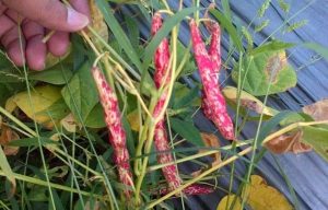 6+ Ways to Cultivate Red Beans for Bountiful Results