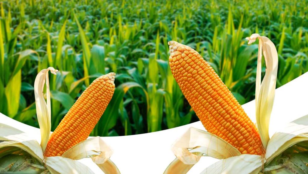 Cultivation Guide for Corn Plants for Beginners