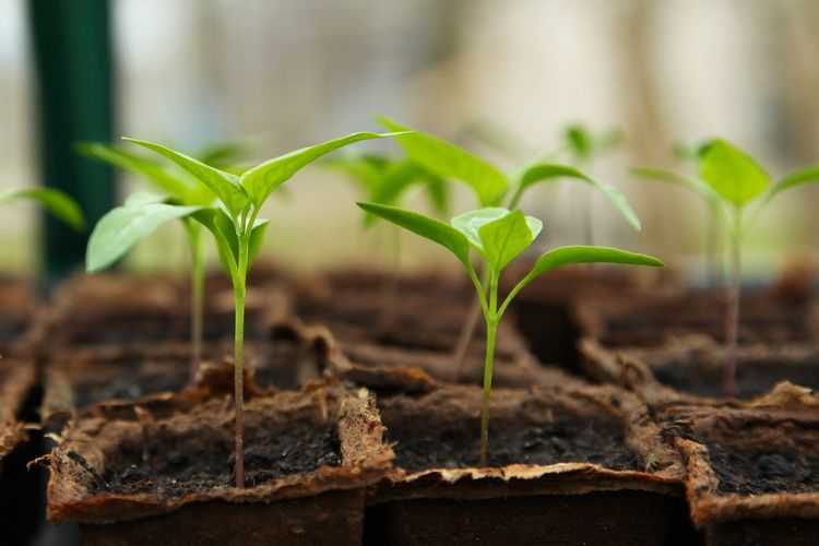 Function of Plant Seeds