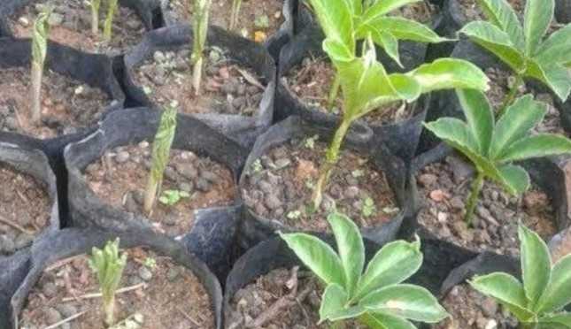 Methods of Seedling Propagation