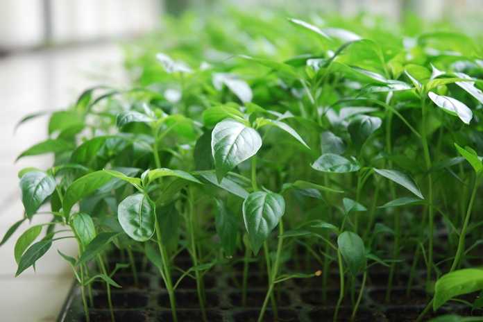 Optimal Seedling Care