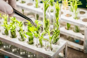 The Definition of Plant Breeding Techniques end Challenges