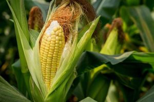 The Proper and Effective Way to Cultivate Corn Plants