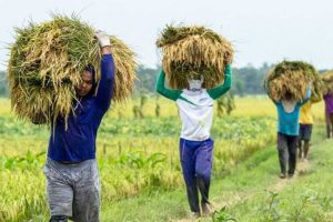 5+ Effective Farming Tips for Beginners