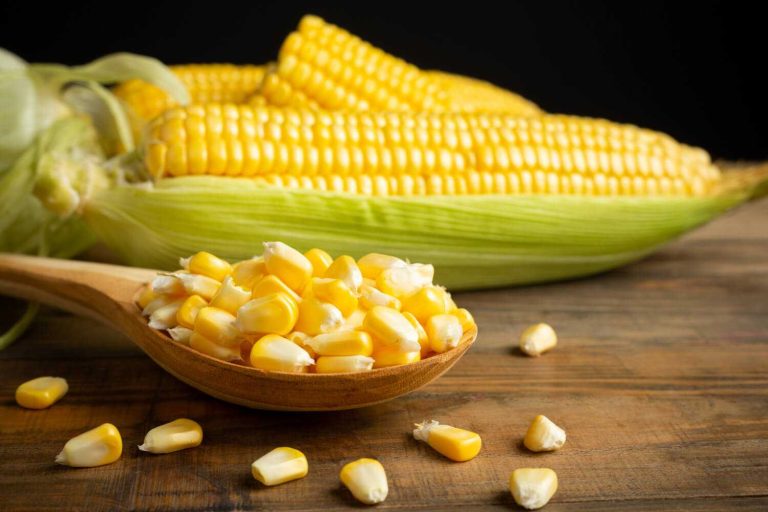 Classification and Morphology of Corn Plants (Zea mays L ...