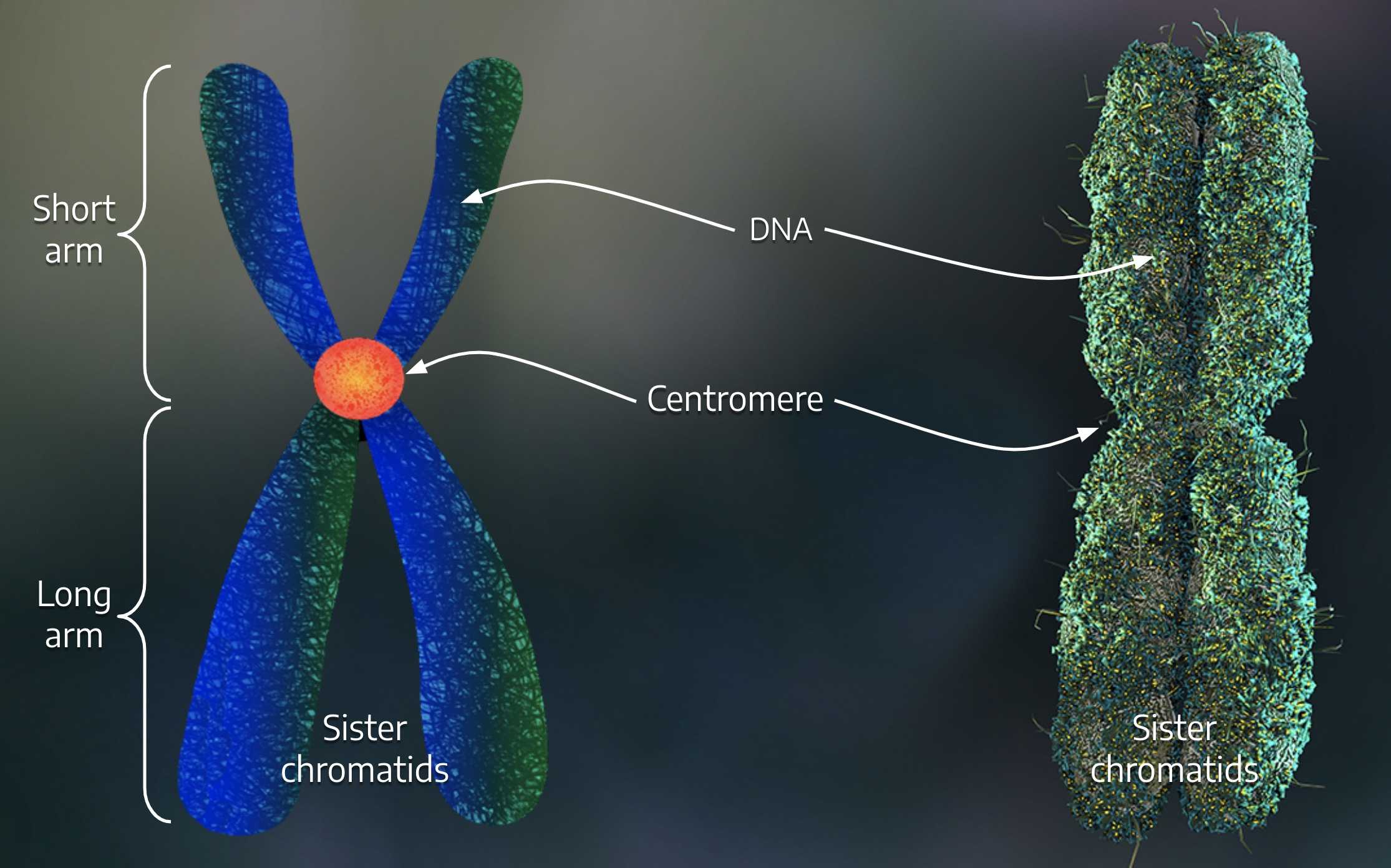 Function of DNA in Plants