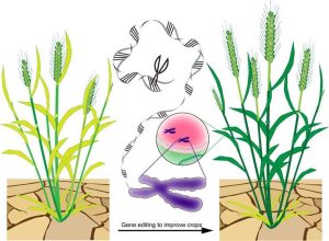 What is a Gene in Plants Methods of Gene Transfer in Plants