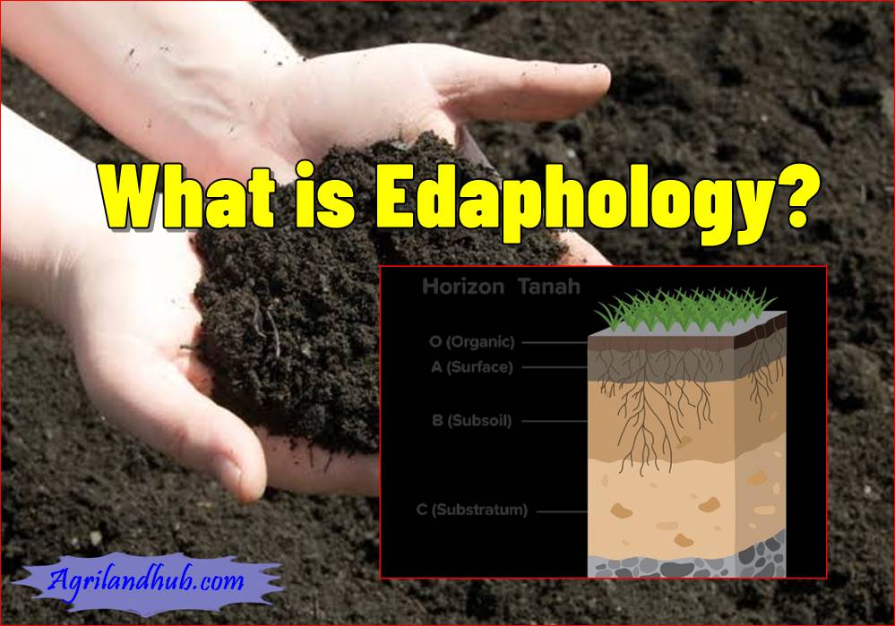 What is Edaphology Definition, Role, Aspects and Benefits