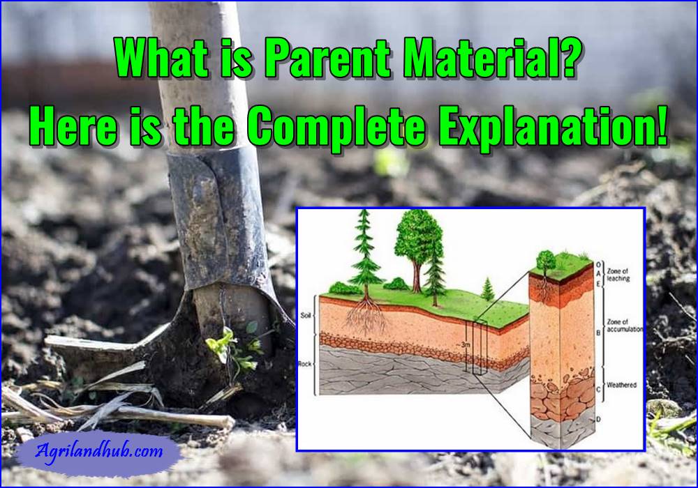 What is Parent Material Here is the Complete Explanation!