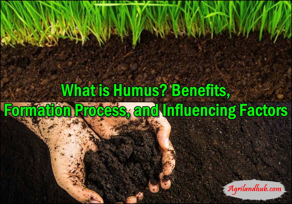 What is Humus Benefits, Formation Process, and Influencing Factors