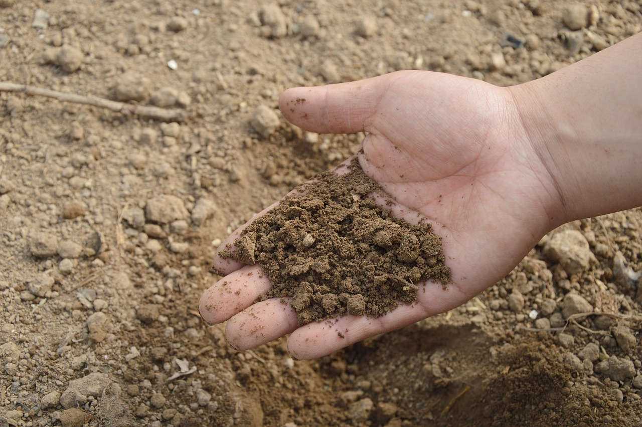How to Improve Soil Quality