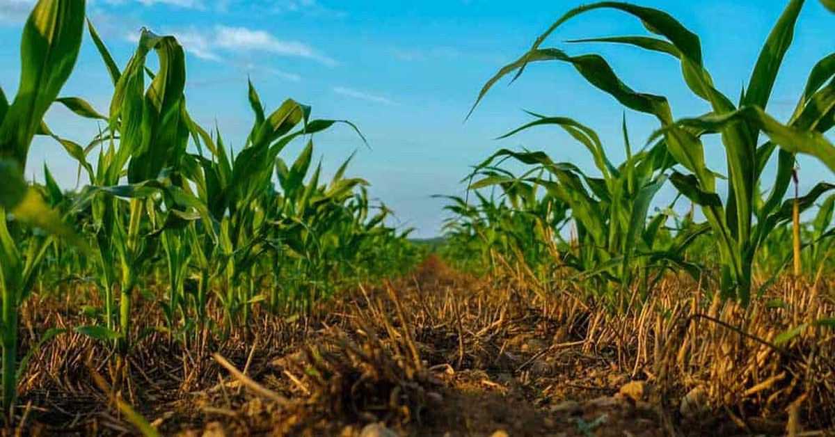 Here Are Tips for Managing Soil to Maximize Agricultural Yields
