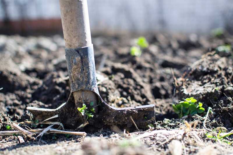 Here Are Ways to Improve Soil Quality for More Fertile Plants