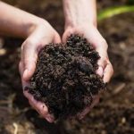 10 Tips for Utilizing Organic Fertilizer to Improve Soil Quality