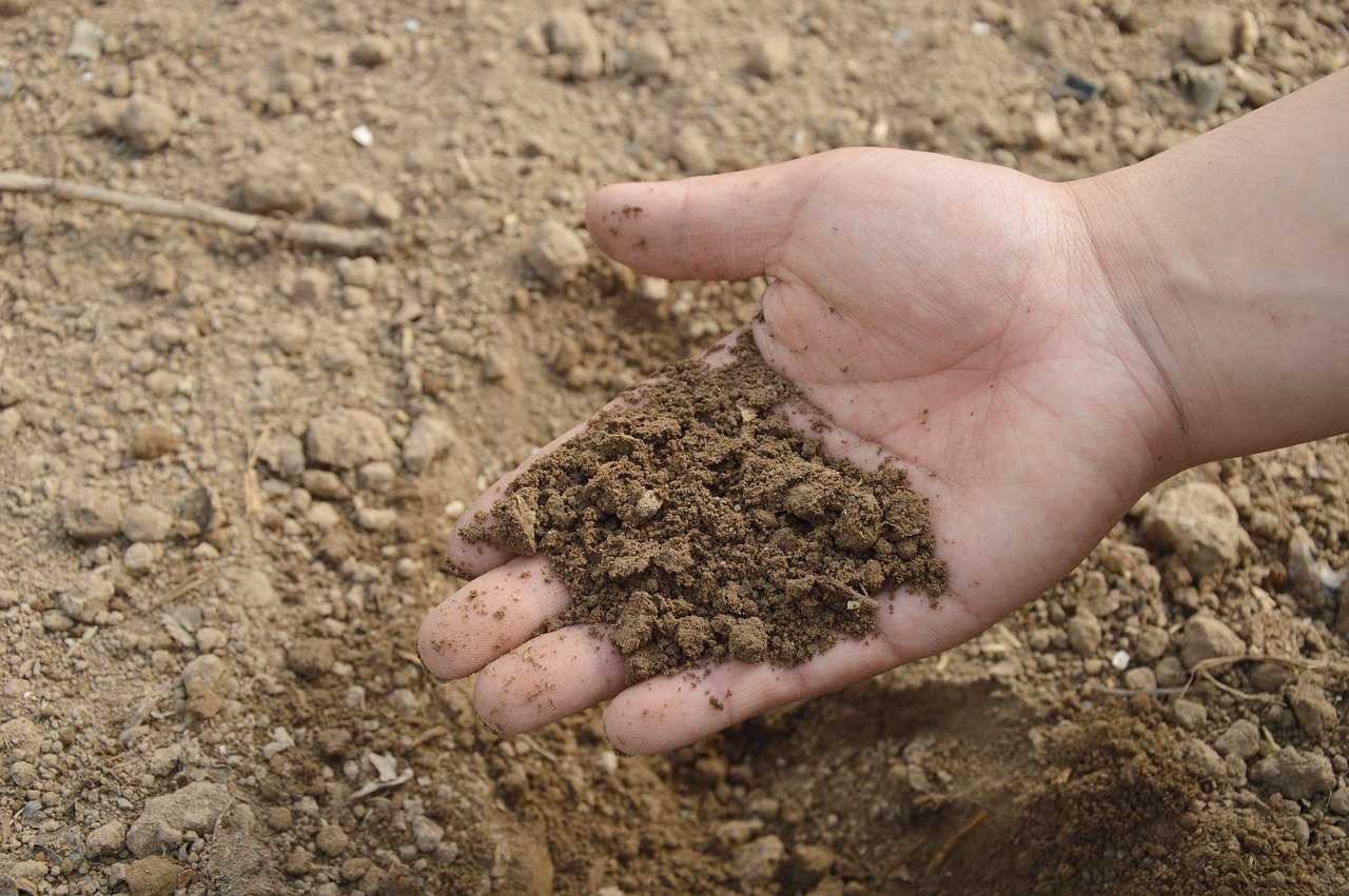 Secrets to Maintaining Soil Health for Optimal Plant Growth