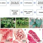 Chromosomes: Definition, Structure, Components, Functions, and Classification