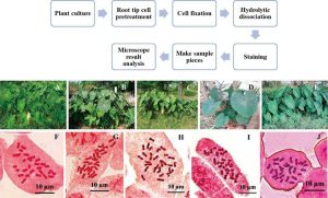 Chromosomes: Definition, Structure, Components, Functions, and Classification