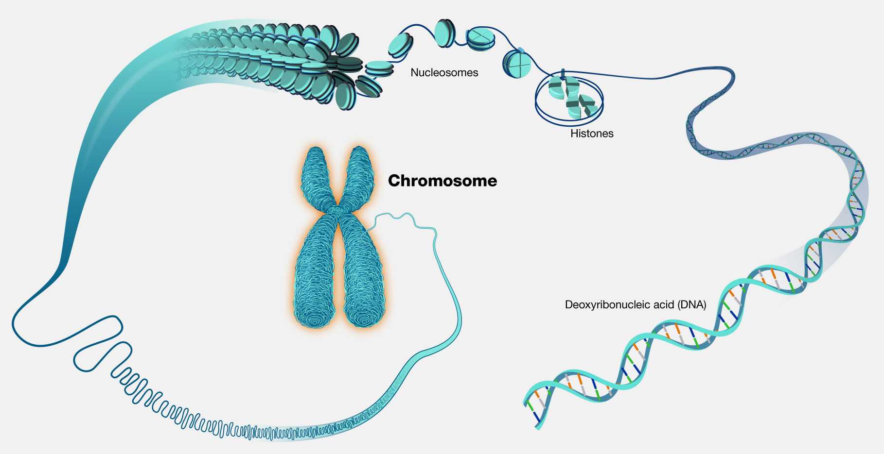 Structure and Components of Chromosomes