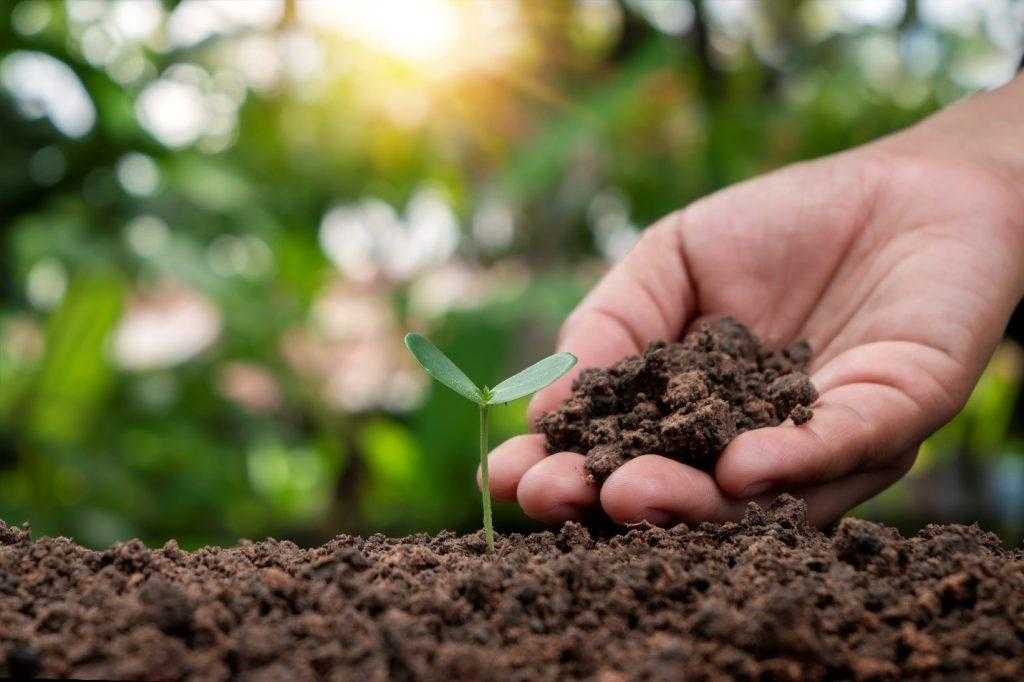 Secrets to Maintaining Soil Health for Optimal Plant Growth