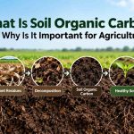 What Is Soil Organic Carbon and Why Is It Important for Agriculture